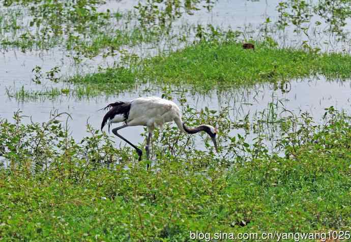 北京麋鹿苑的鸟类——悠闲的丹顶鹤