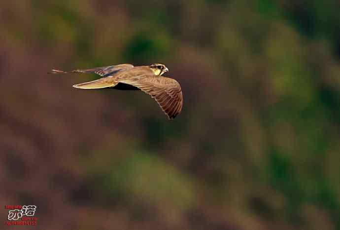 北京西山&nbsp;wbr路&nbsp;wbr金秋观猛