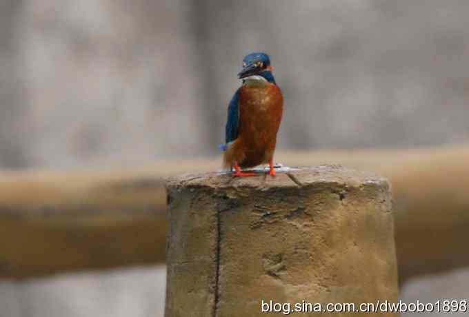 翠鸟欢鸣怀沙河