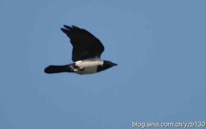 沙河水库近拍青脚鹬(组图) 沙河水库近拍青脚鹬(组图)