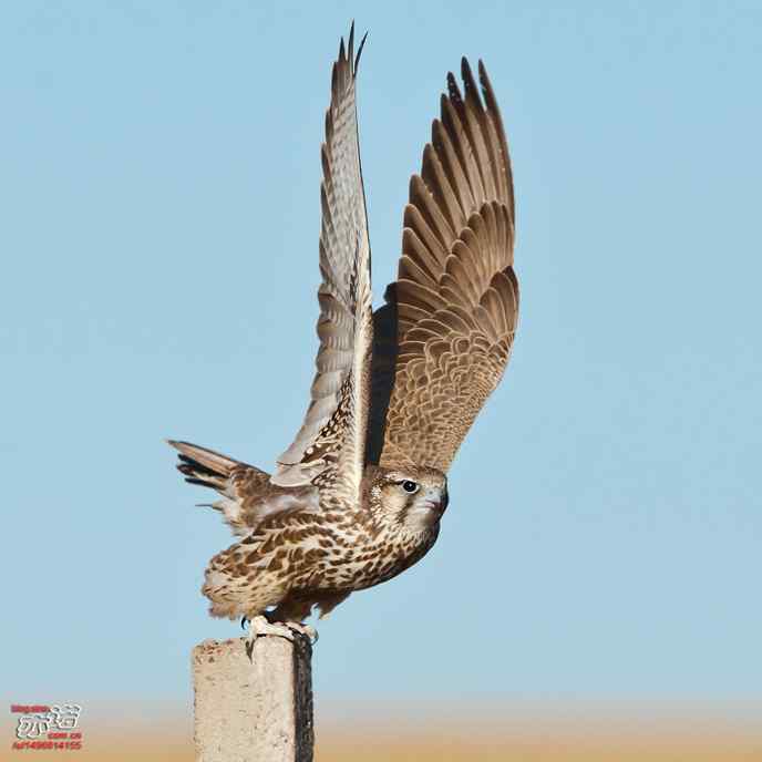 达里湖&nbsp;wbr路&nbsp;wbr猎隼