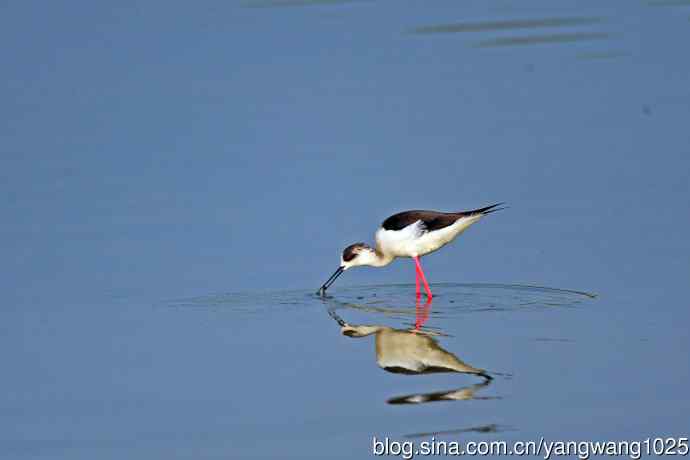 黑翅长脚鹬（2）