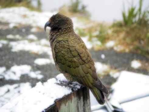 天生猎手:非猛禽类猎手之七 天生猎手:非猛禽类猎手之七