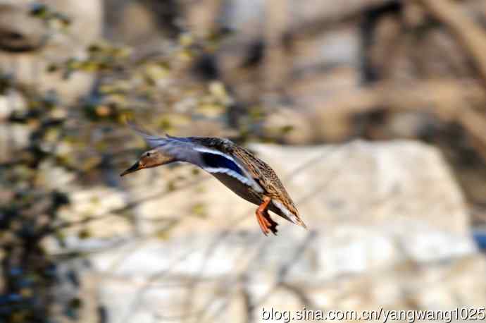 降落瞬间的绿头鸭（习作）1