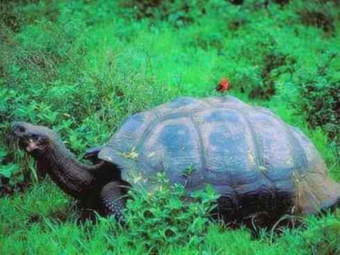 天生猎手:非猛禽类猎手之七 天生猎手:非猛禽类猎手之七