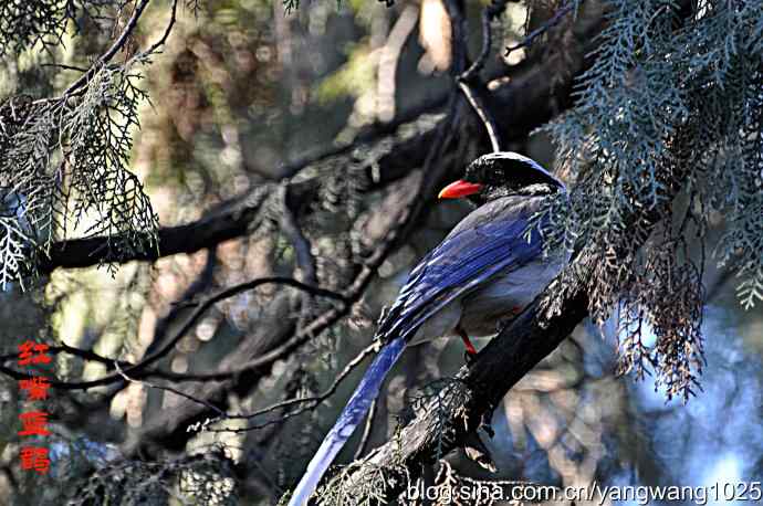 天坛公园的喜鹊