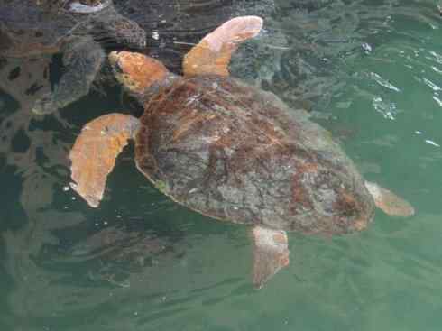 玄武:传说的兽原型探秘(平胸龟) 玄武:传说的兽原型探秘(平胸龟)