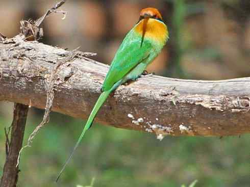 绝色攀禽：佛法僧目之蜂虎2