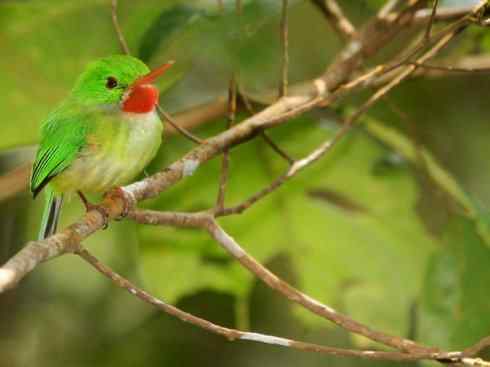 绝色攀禽：佛法僧目之短尾鴗