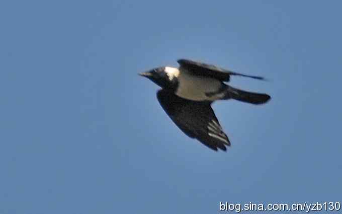 沙河水库近拍青脚鹬(组图) 沙河水库近拍青脚鹬(组图)