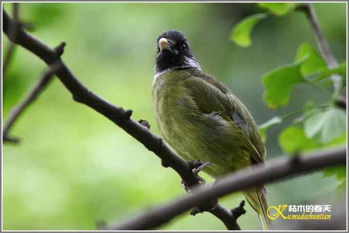 夏天的鈥湸裟疋潯菊掌 夏天的鈥湸裟疋潯菊掌