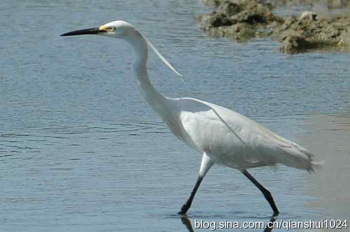 凌波仙子.白鹭海滨写真(北戴河)