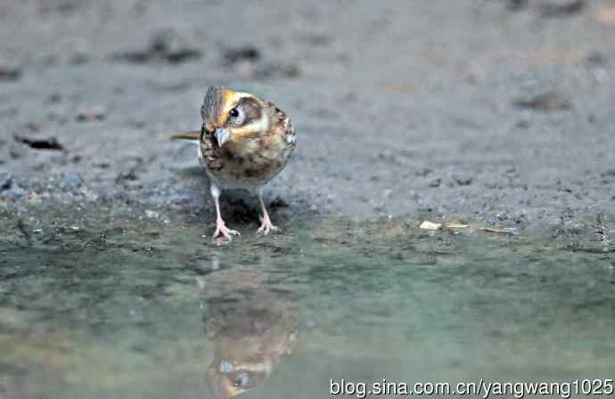 雌性黄喉鹀（10）