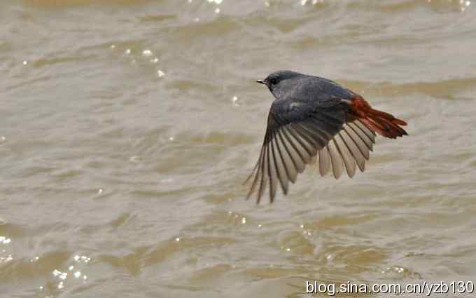 全方位观察红尾水鸲（组图）