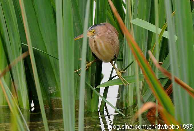 黄苇鳽--雅逸的小黄鹭