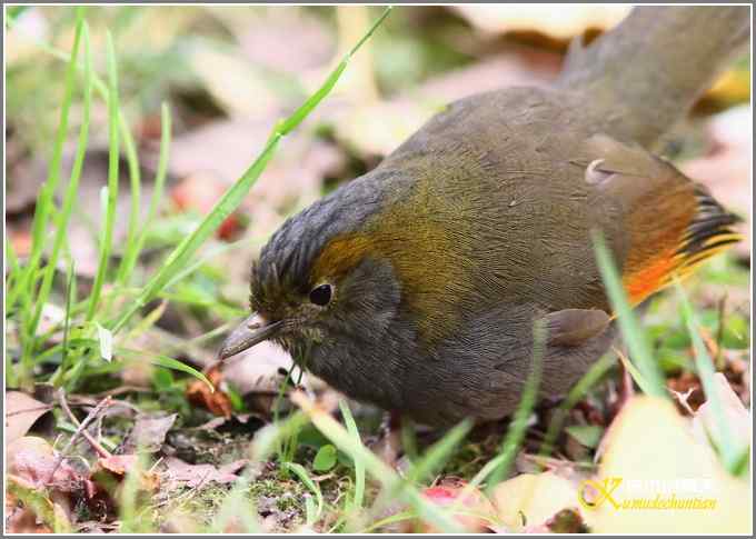 全球濒危的中国四川特有鸟鈥斺敾倚剞答獭菊掌