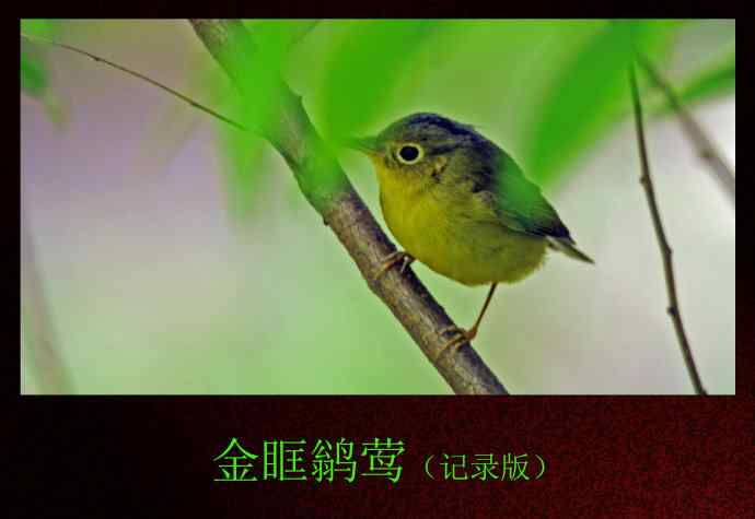 金眶鹟莺（记录版）