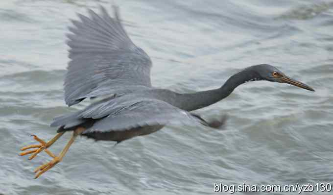 世界濒危鸟类——岩鹭（组图）