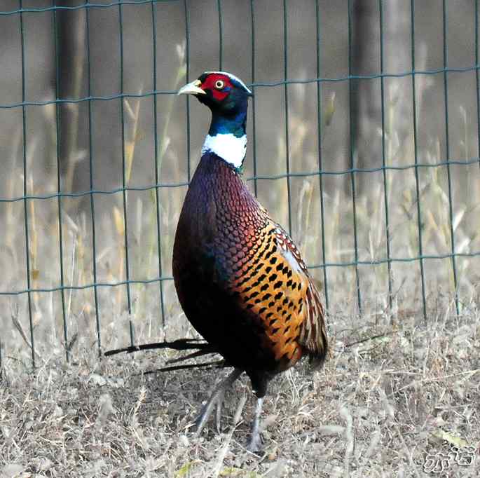 官厅水库&nbsp;wbr路&nbsp;wbr楔尾伯劳和雉鸡