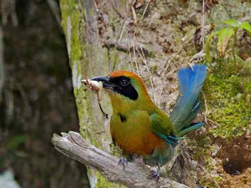 绝色攀禽：佛法僧目之翠鴗2