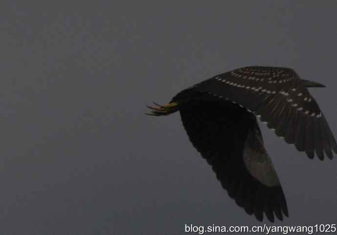 夜鹭(大丽抓拍) 夜鹭(大丽抓拍)