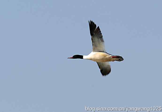 颐和园的收获（绿头鸭）