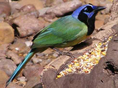 美丽无罪：雀鸟之蓝鸦