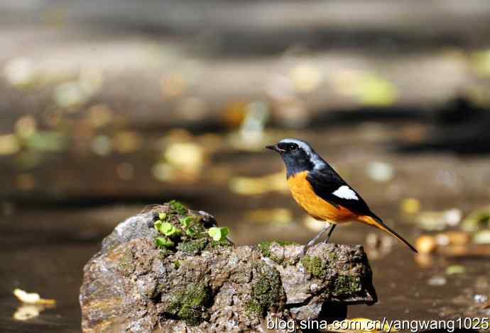 雄性北红尾鸲（3）