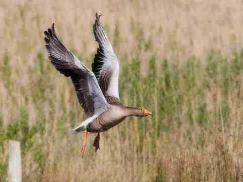 自然奇观：动物大迁徙(游禽)