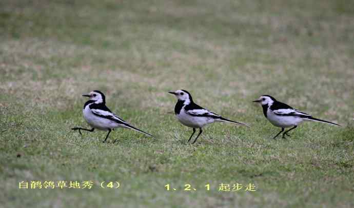 183.又见白鹡鸰--草地秀、菜鸟