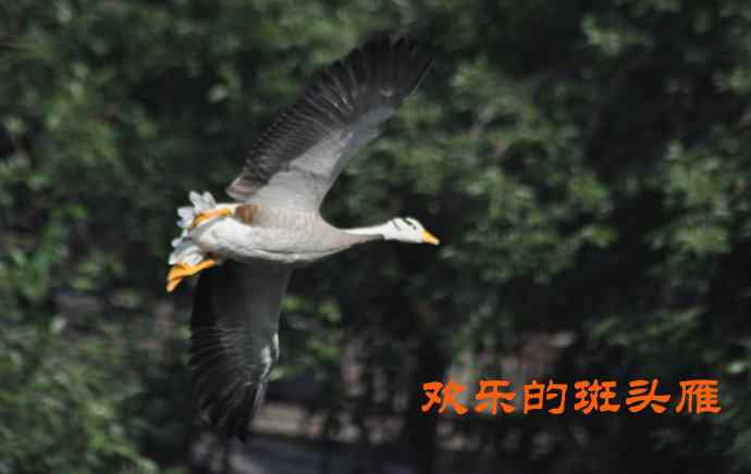 欢乐的斑头雁