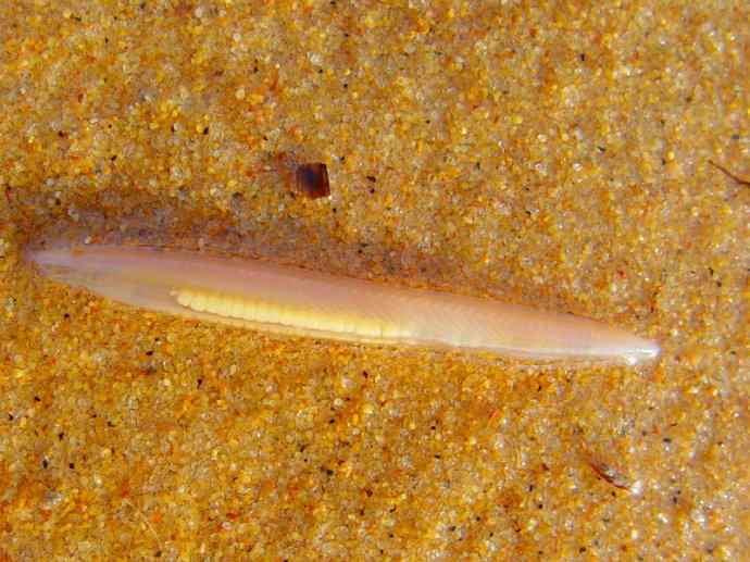 鱼类活化石:盲鳗 鱼类活化石:盲鳗