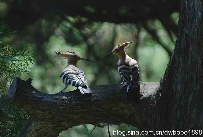 天坛公园里的鹊少和戴格格