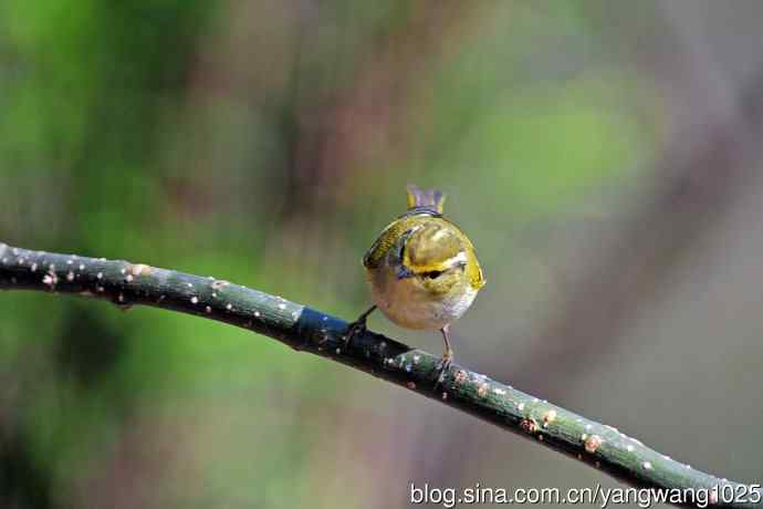 黄腰柳莺（20）