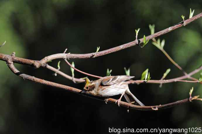 雌性黄喉鹀（15）