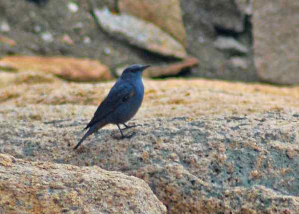 珠海独行（五）,收获岩鹭篇（组图）