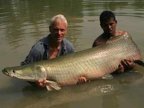 鱼类活化石：鳄雀鳝