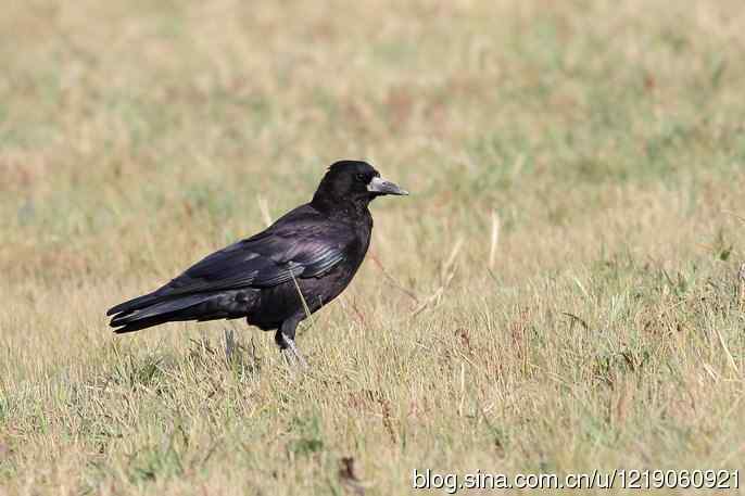 秃鼻乌鸦