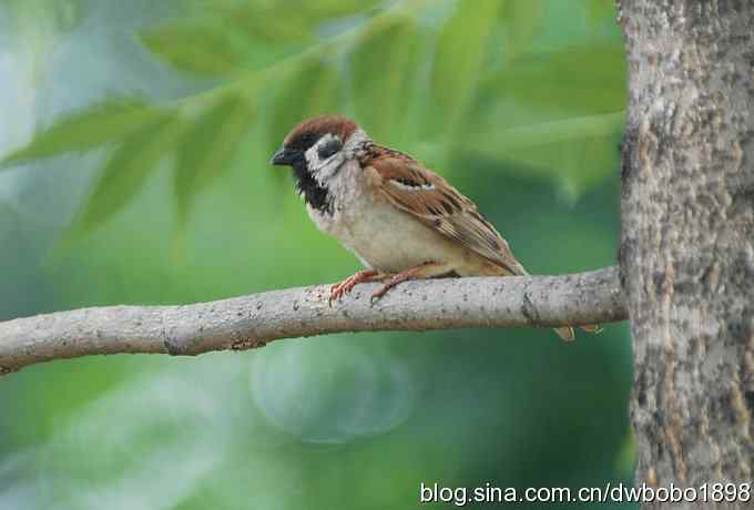 戴胜护驾南海子