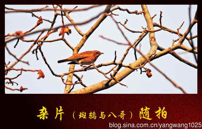 杂片（斑鸫与八哥）随拍