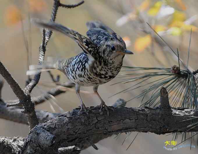 二鸫献寿:虎斑地鸫和宝兴歌鸫 二鸫献寿:虎斑地鸫和宝兴歌鸫