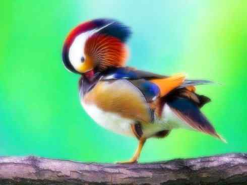 奇特的盔：鹊雁