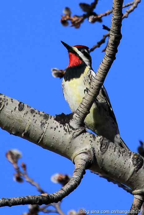 黄腹吸汁啄木鸟 黄腹吸汁啄木鸟