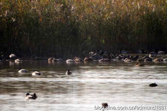 崇明东滩湿地公园十一月鸟况-望远镜打鸟