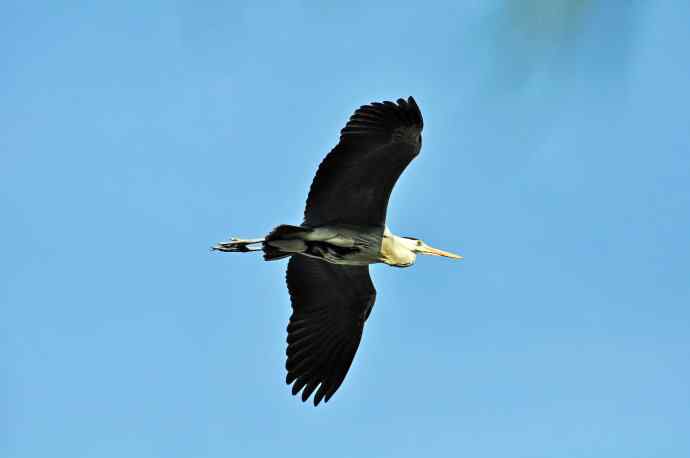 苍鹭（2011年4月）