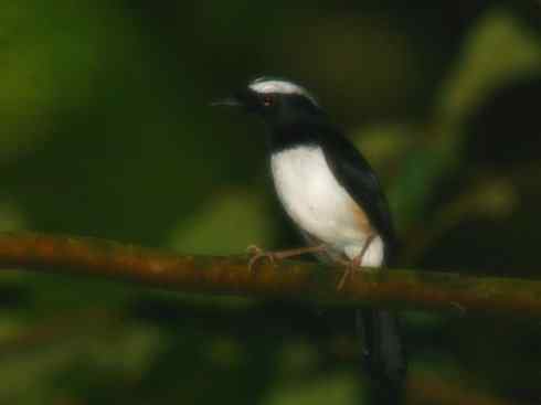 雀鸟也彪悍：谁怕谁（鹊鸲）