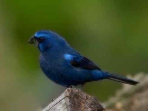 美丽无罪：雀鸟之彩鹀