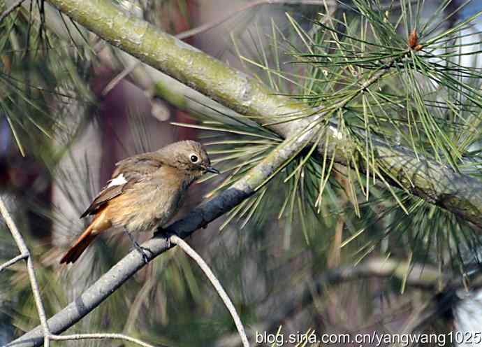 第一场春雨之后 wbr1 第一场春雨之后 wbr1