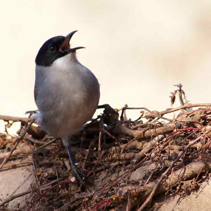 吃果果的黑头奇鹛