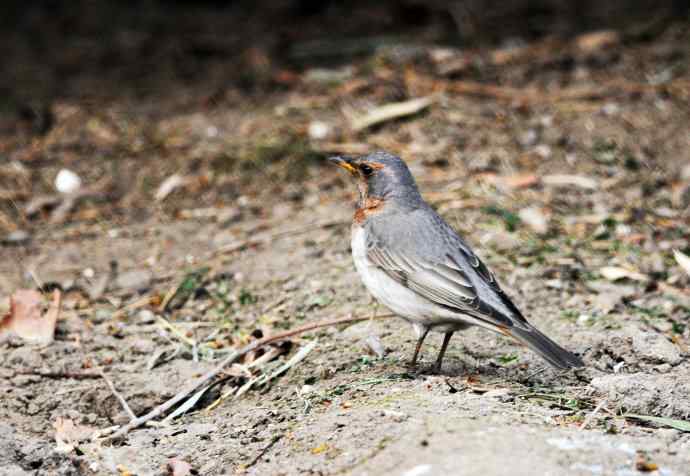 随走随拍（赤颈鸫）